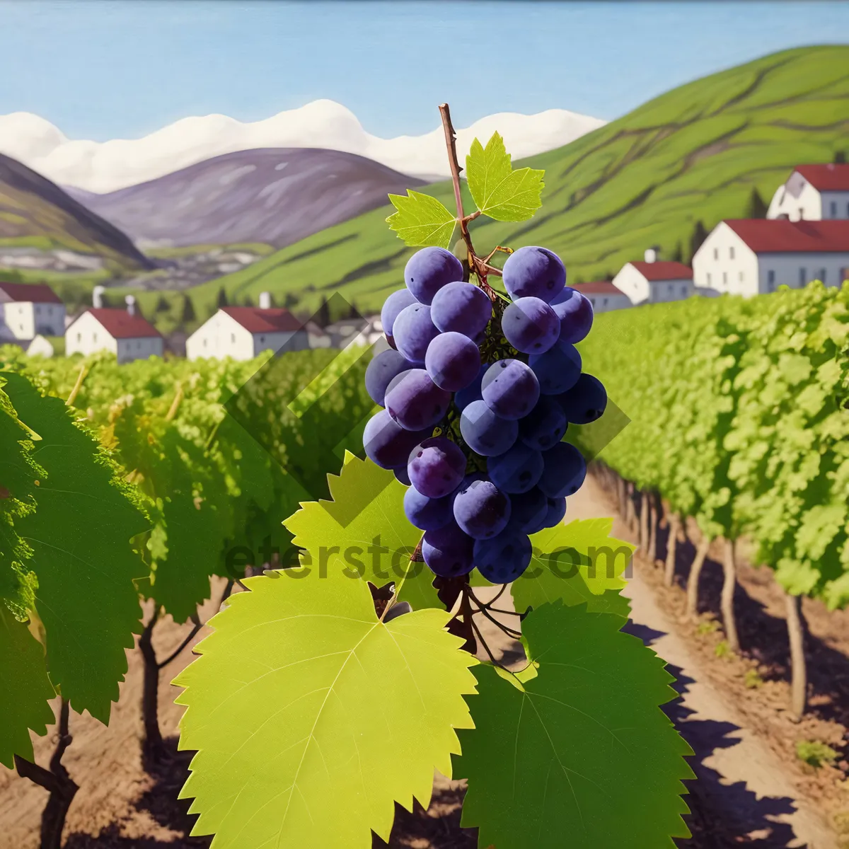 Picture of Harvested Grapes in Vineyard, Autumn Winery"
or
"Purple Grapes, Freshly Harvested in Vineyard