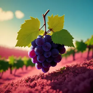 Autumn Harvest: Organic Juicy Purple Grapes from Vineyard