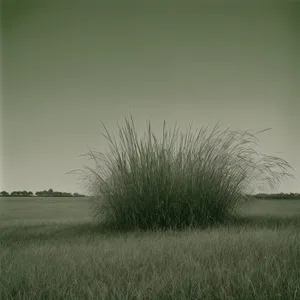 Glorious Summer Landscape with Wheat Fields and Cloudy Sky