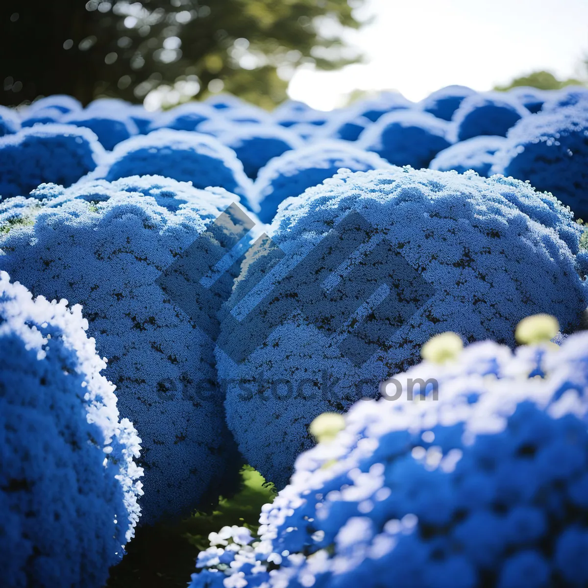 Picture of Hydrangea Blooming Shrub: A Vibrant Woody Plant.