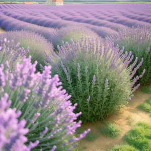 Lavender Field Blooming with Wild Teasels