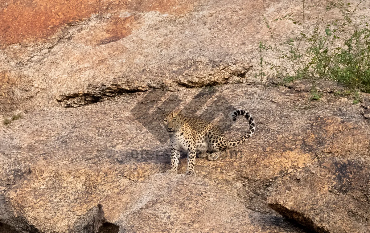 Picture of South African Cheetah in Savanna Landscape Wildlife Reserve