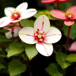 Pink Star Saxifrage Blossom in Spring Garden