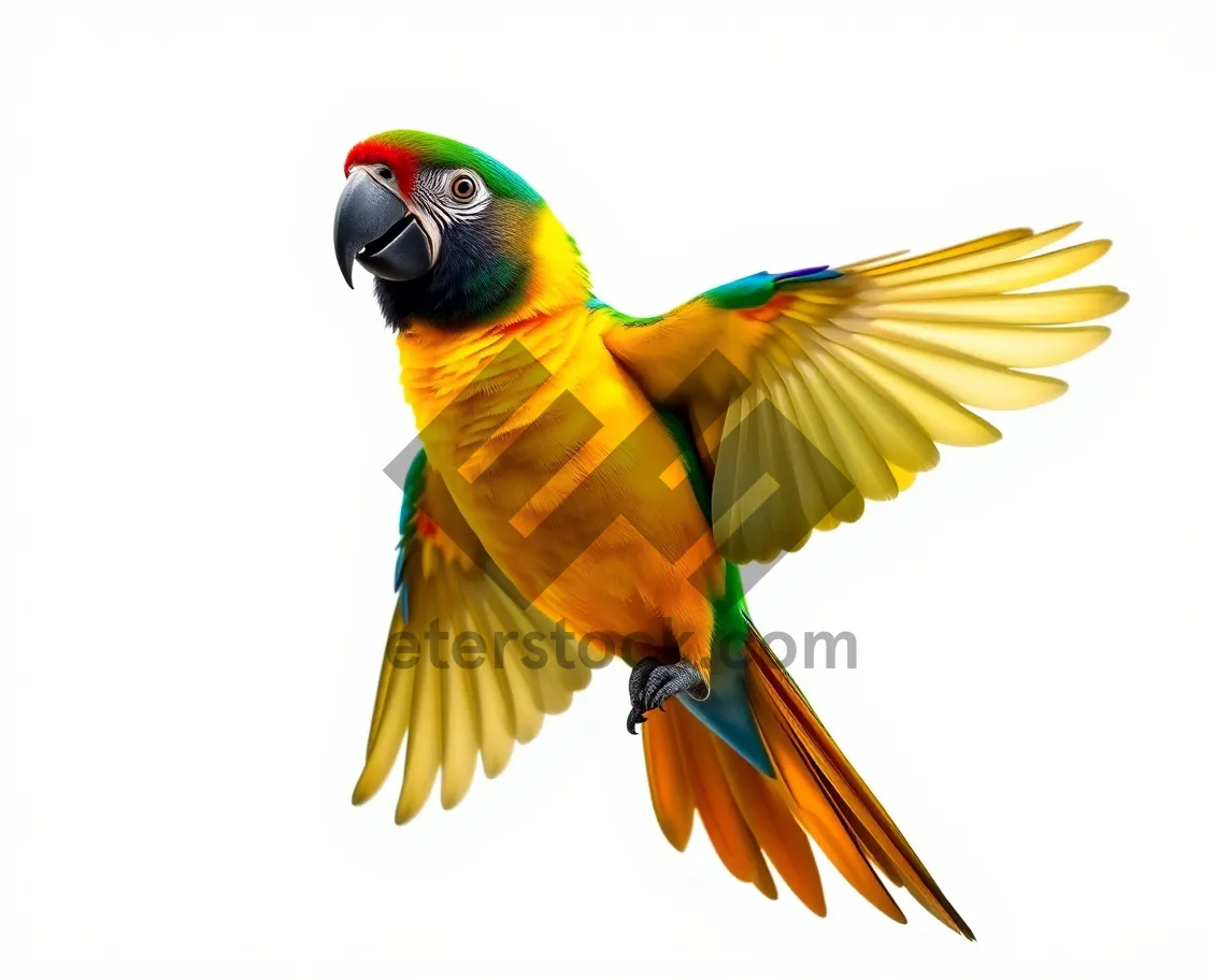 Picture of Colorful Macaw Parrot in Studio with Yellow Feathers