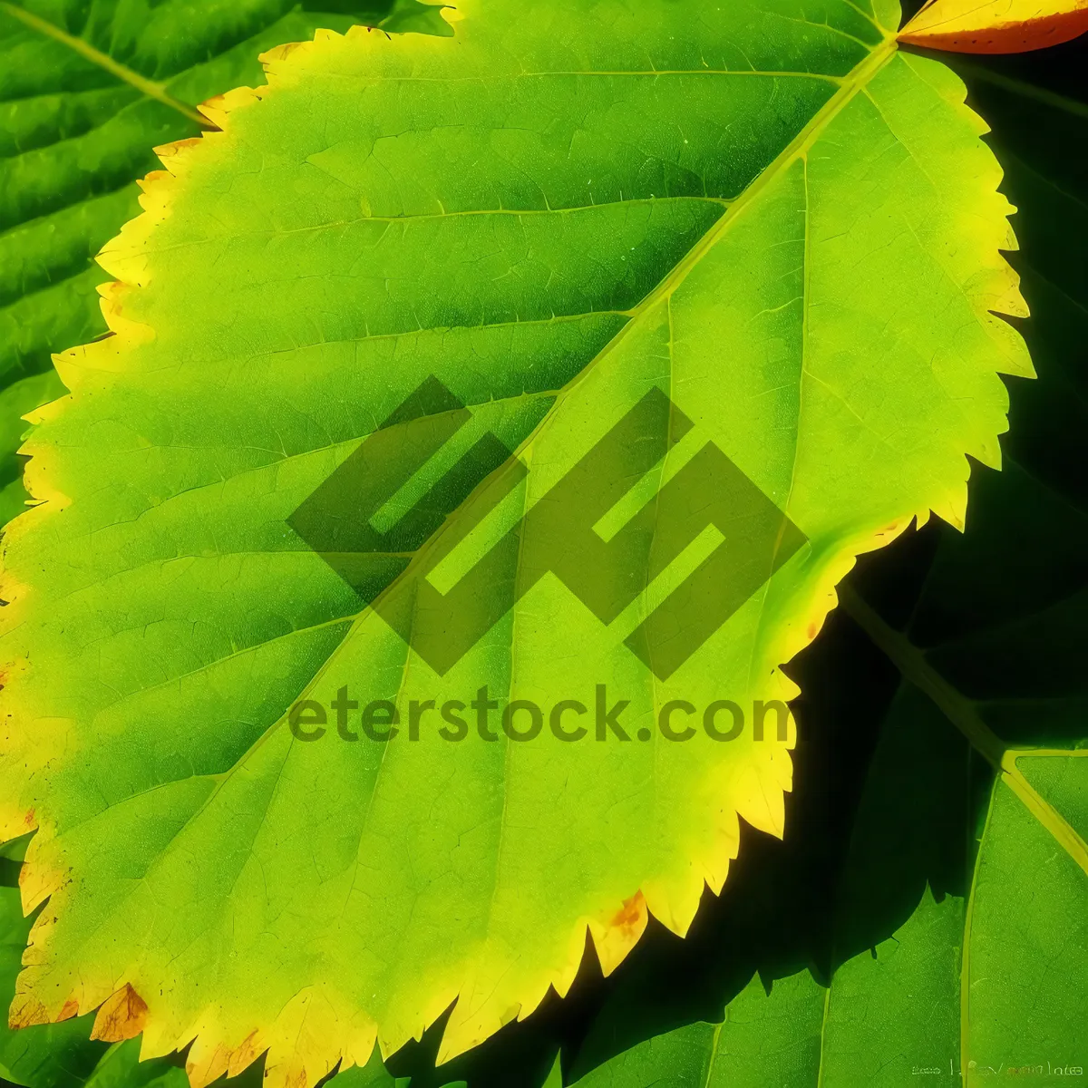 Picture of Vibrant Maple Leaves in Lush Forest