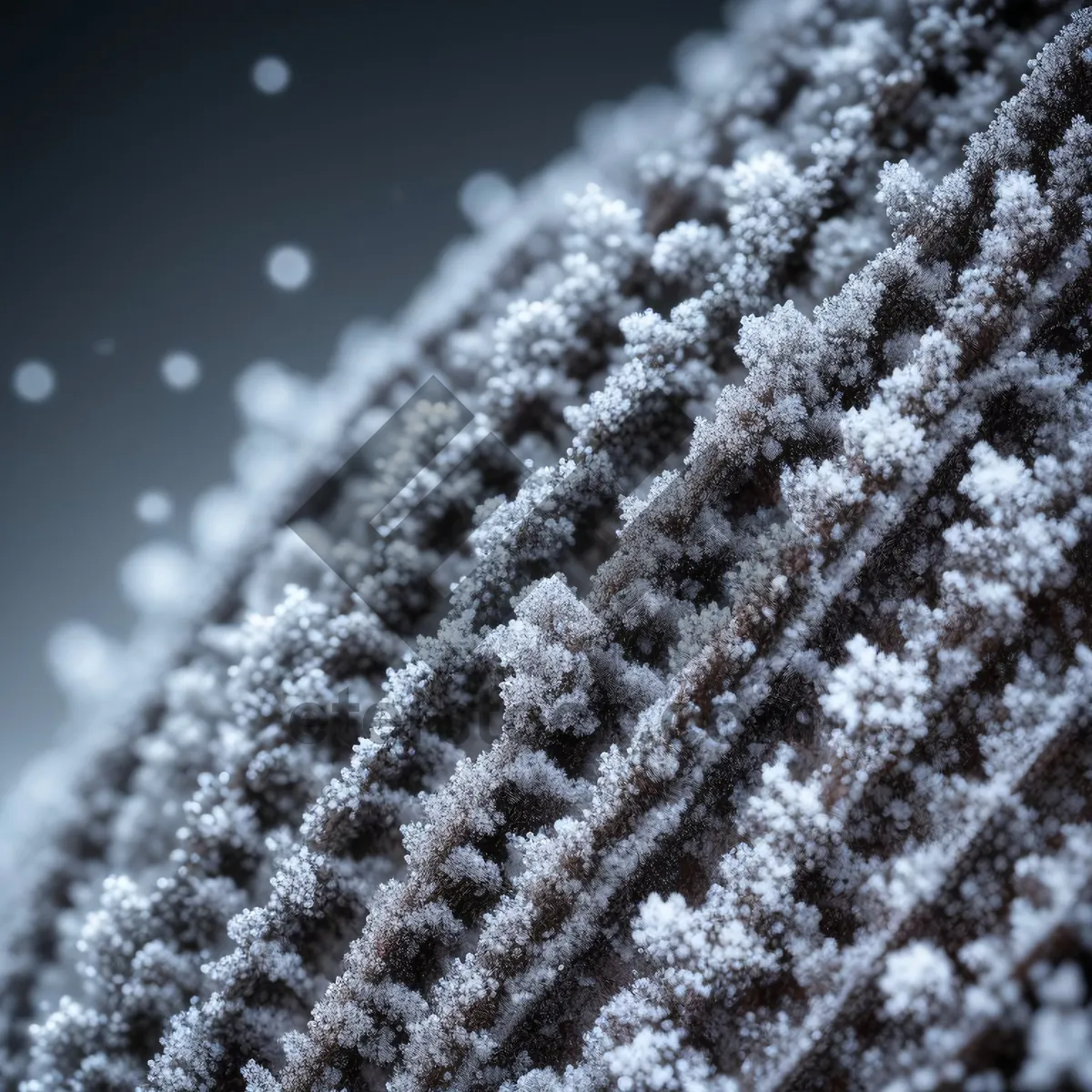 Picture of Winter Spirea: Captivating Snow-covered Woody Shrub