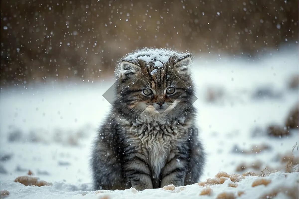 Picture of Gray Tabby Kitten with Whiskers and Curious Eyes