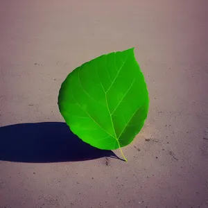 Fresh Green Wild Ginger Leaves in Summer Garden