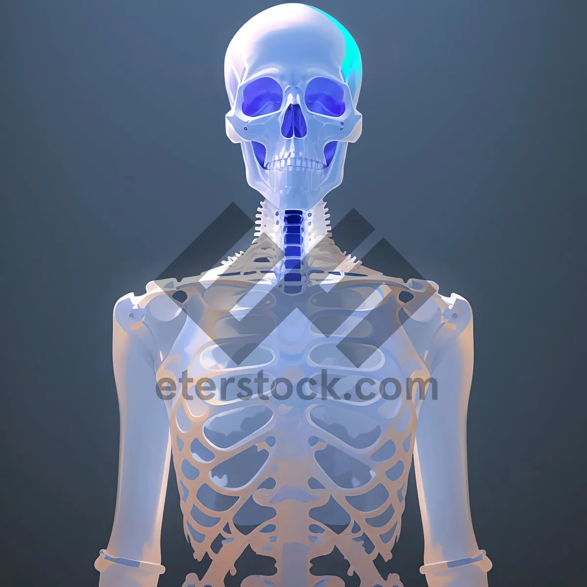 Picture of Anatomical 3D X-ray of Human Skeleton