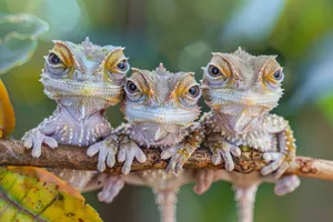 Common iguana in natural habitat - wildlife reptile image.