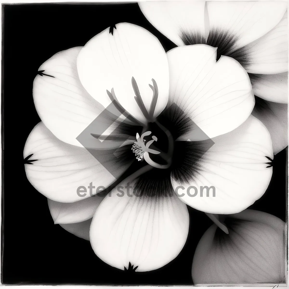 Picture of White Floral Garlic Petal Blooming