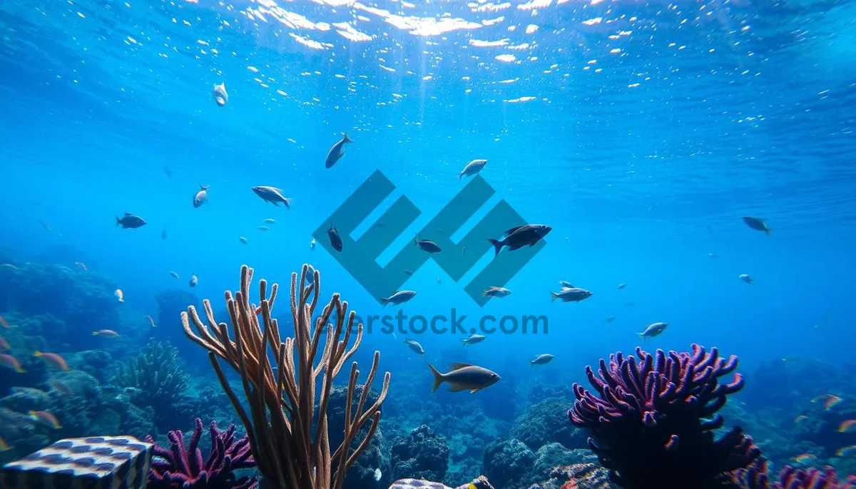 Picture of Colorful Sunlit Reef in Tropical Marine Waters