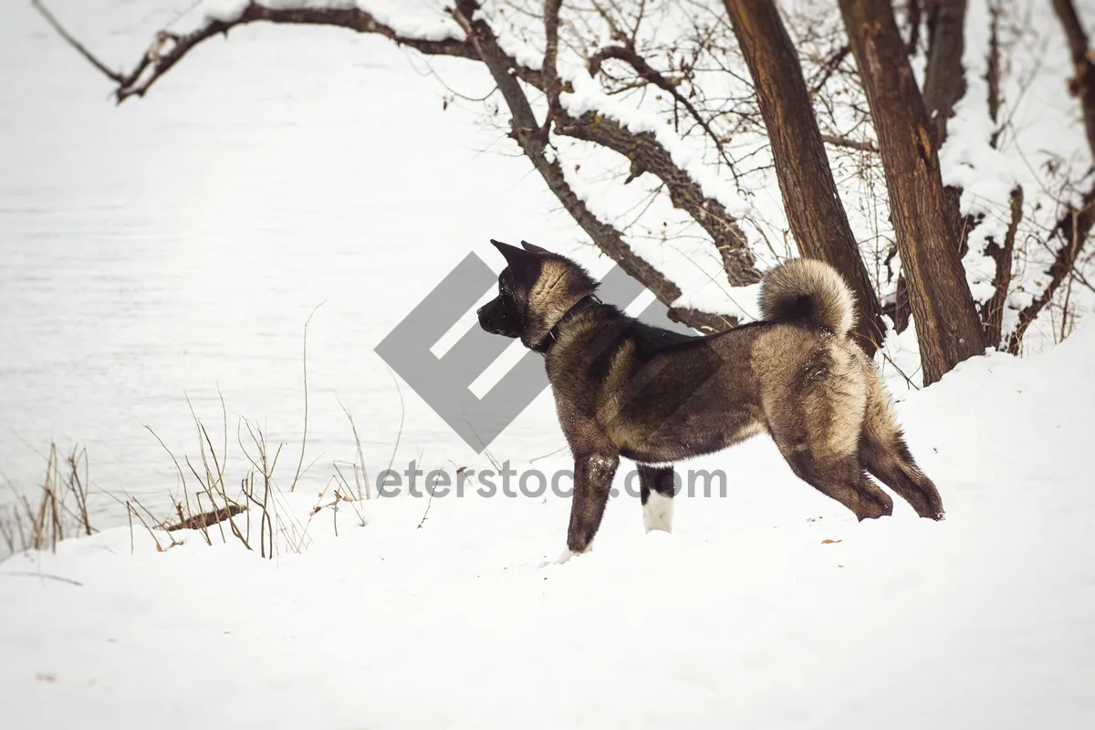 Picture of Snowy Winter Park Landscape with Dog and Trees