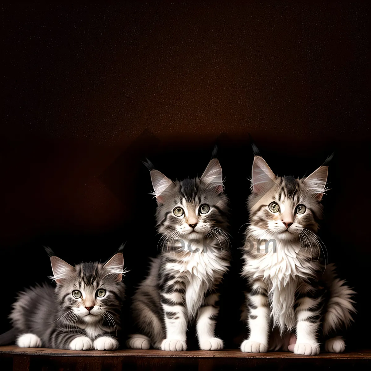 Picture of Fluffy Gray Striped Kitten with Pretty Eyes