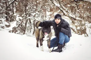 Winter Fun With Terrier Dog in Snowy Forest