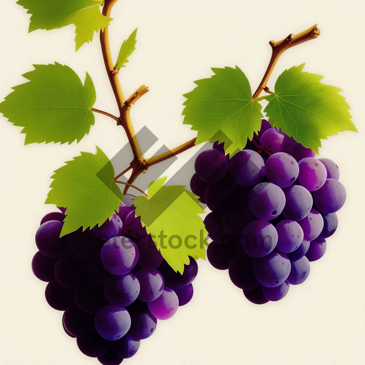 Picture of Juicy Autumn Harvest of Fresh Purple Grapes