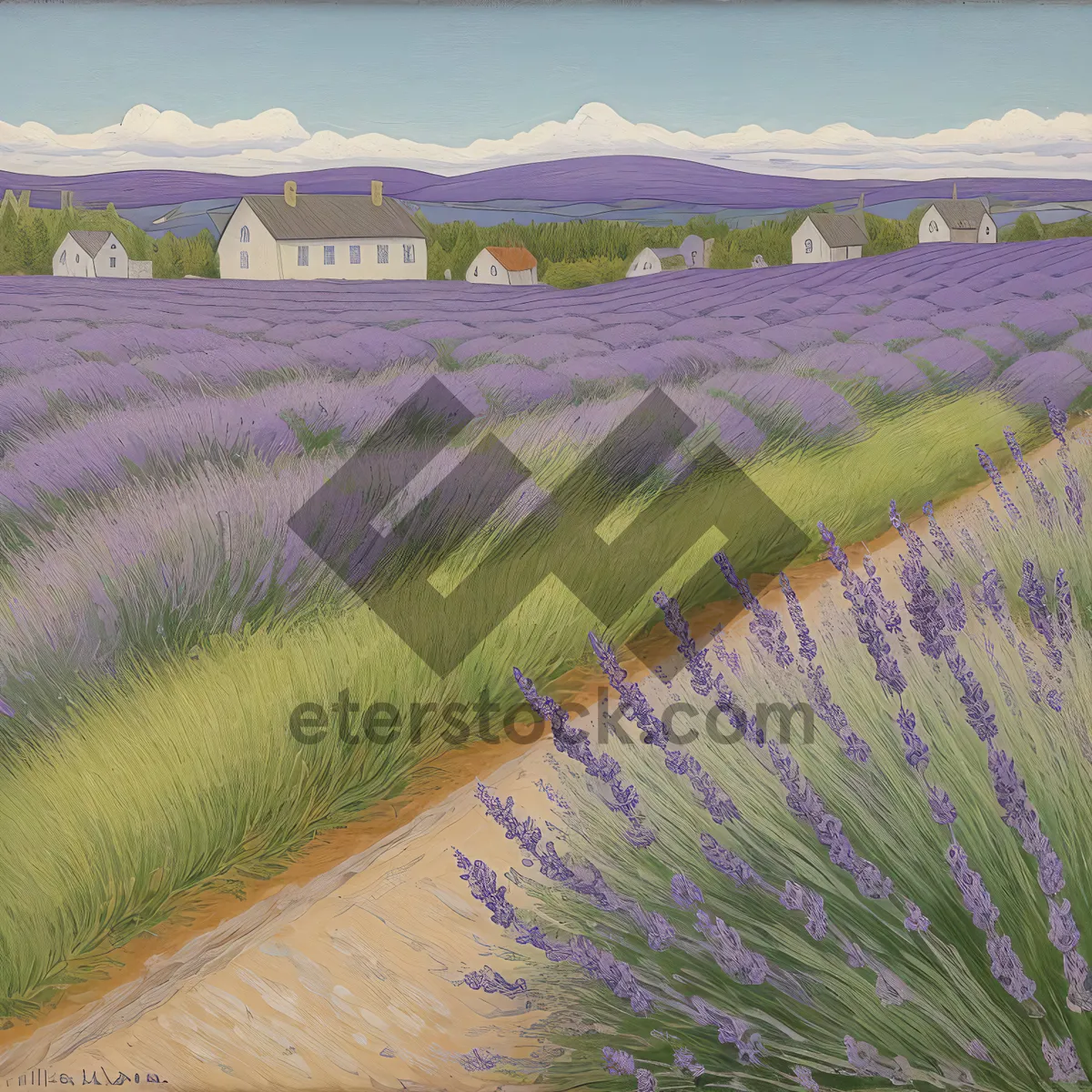 Picture of Serene Lavender Field in Rural Countryside