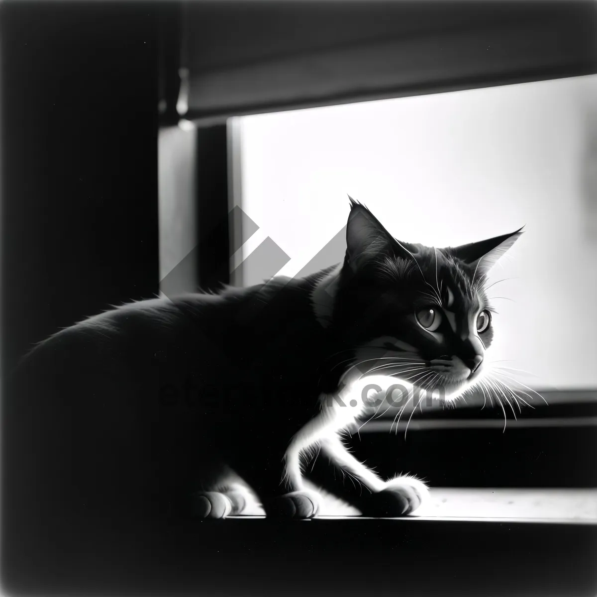 Picture of Curious Kitty perched on windowsill with adorable expression