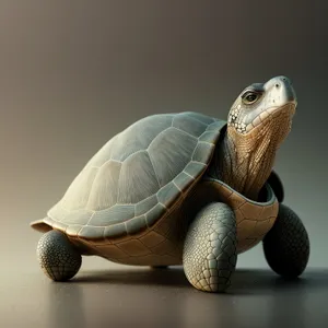 Slow and Steady Shell: Terrapin Turtle in Wildlife