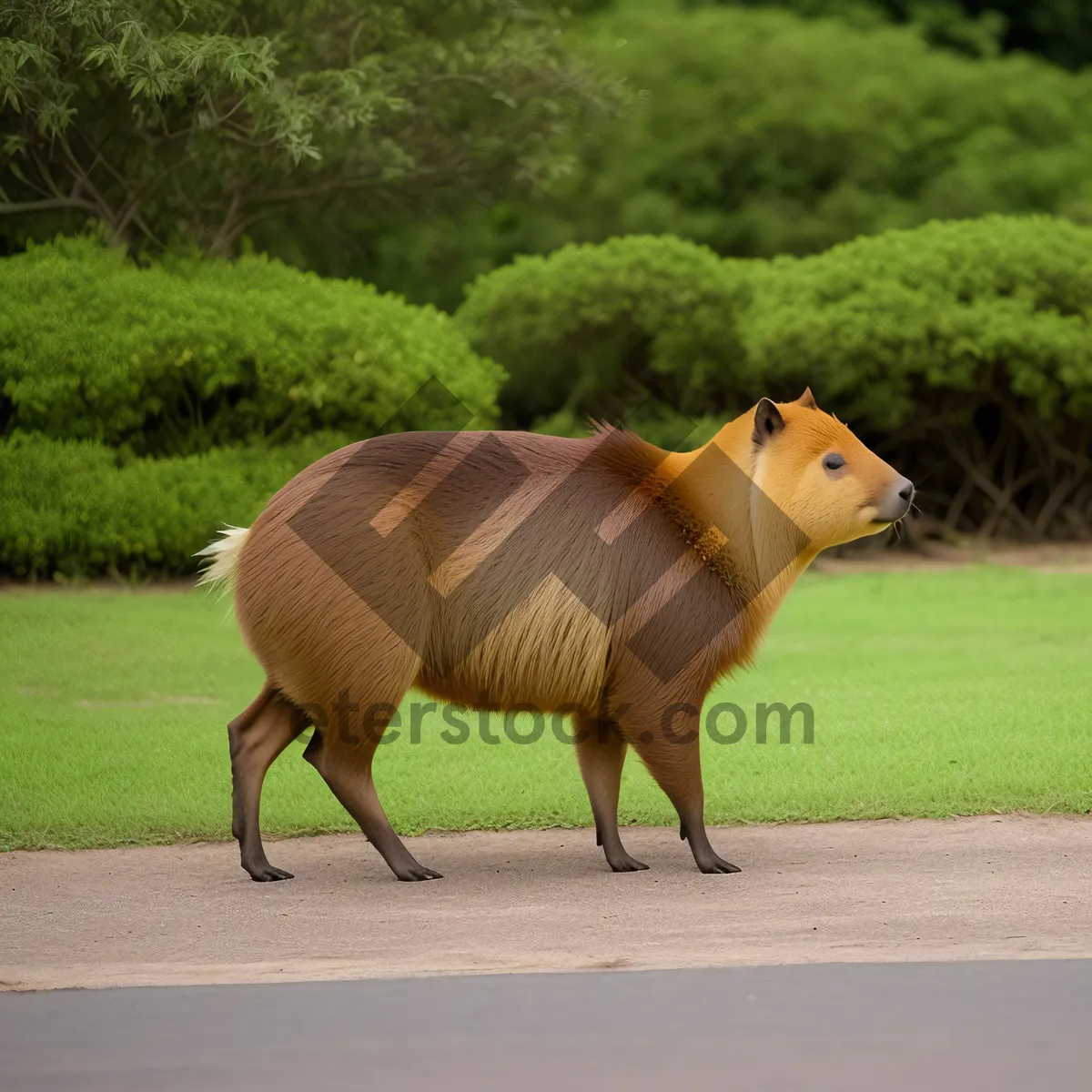 Picture of Rural Livestock Grazing in Meadow