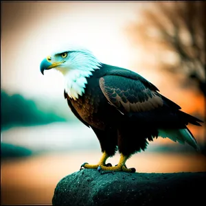 Bald Eagle in Flight, Majestic Wilderness Hunter