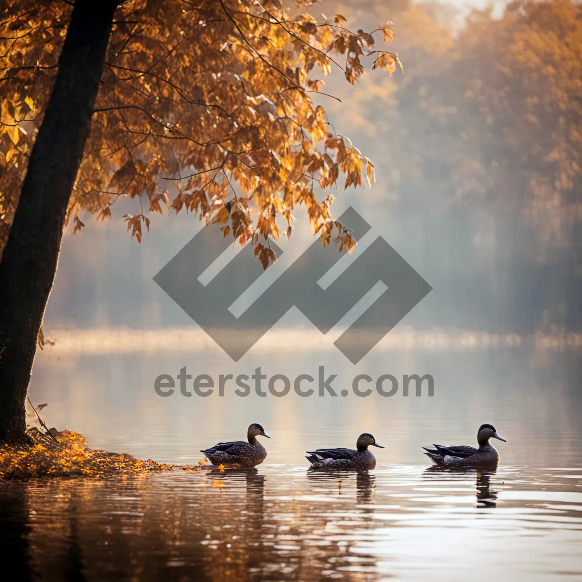 Picture of Autumn sunset at the park reflecting in the water