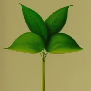 Sprouting Agave Leaf: Growth of a Desert Plant