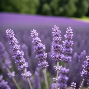 Serene Blooms: Lavender Fields in Full Bloom