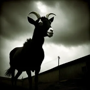 Bull silhouette against majestic sky.