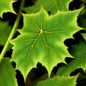 Colorful Autumn Maple Leaves in Forest