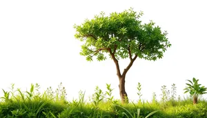 Sunny Oak Tree in Rural Forest Landscape