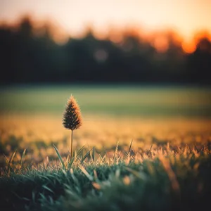 Golden Wheat Field Under Summer Sun