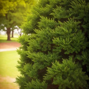 Vibrant Spring Forest Foliage Amidst Woody Trees