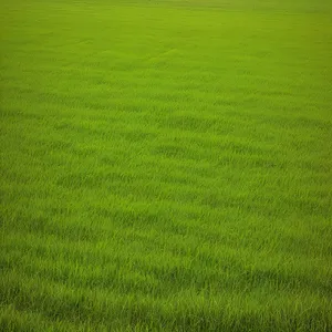 Vibrant Spring Meadow with Lush Green Grass