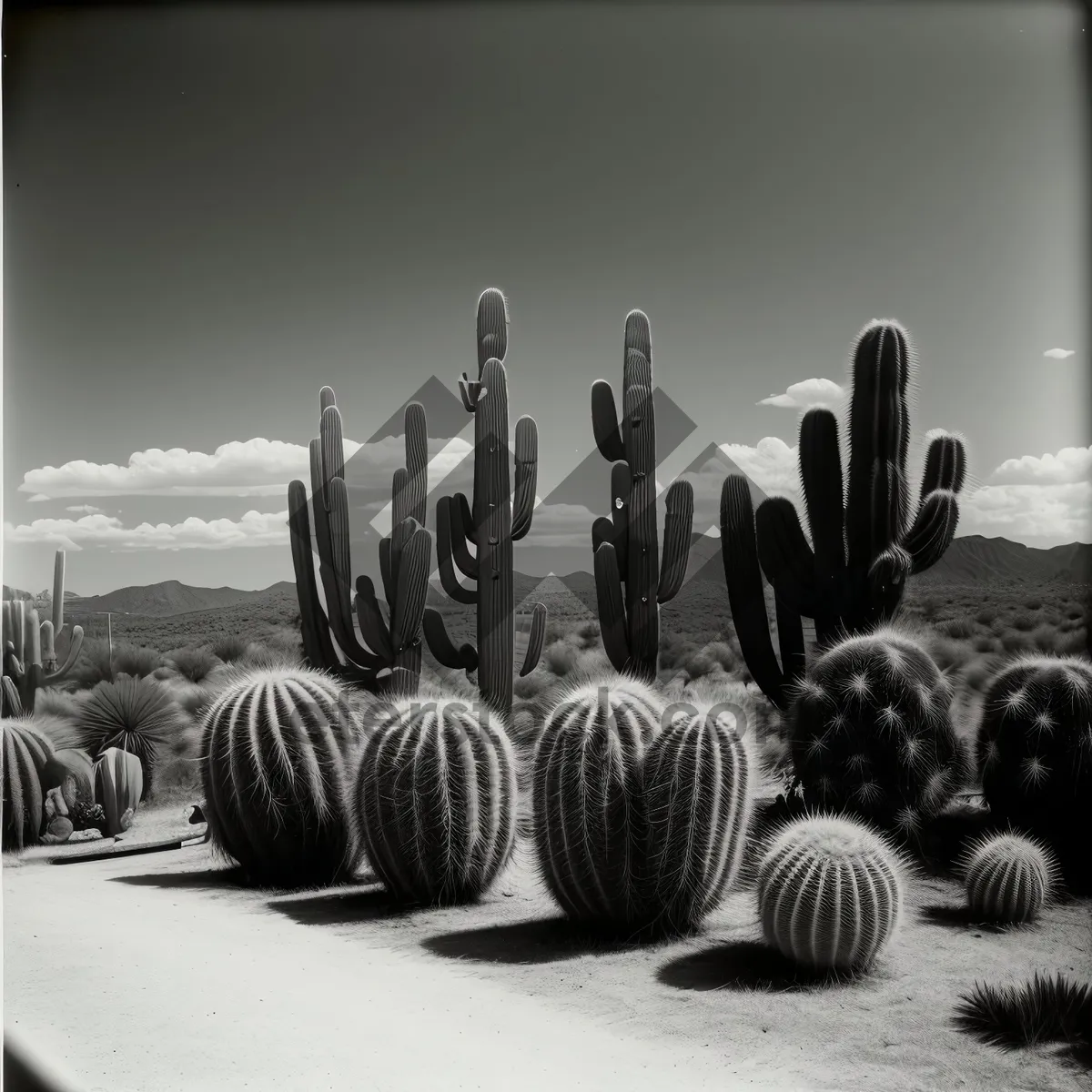 Picture of Dumbbell Weight Sports Equipment with Cactus
