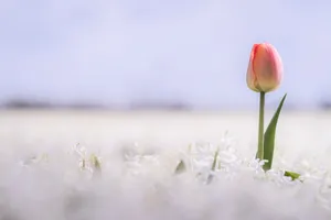 Colorful Spring Tulip Bouquet in Garden.