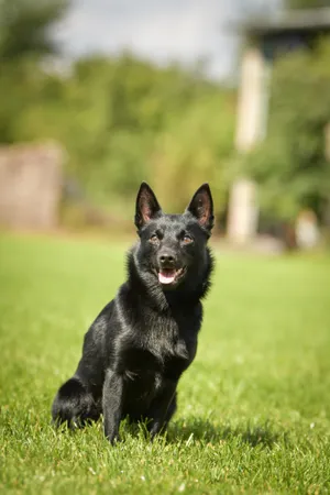 Attentive Black German Shepherd Puppy Portrait