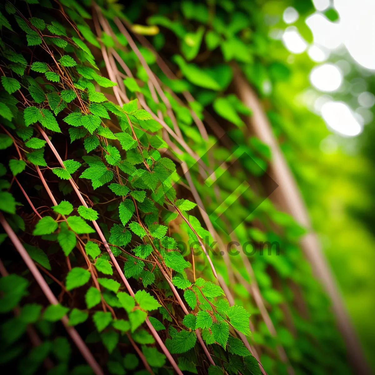 Picture of Vibrant Spring Growth: Lush Fern Pattern with Spider Web