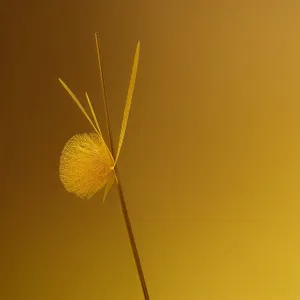 Lacewing perched on blooming common teasel plant.