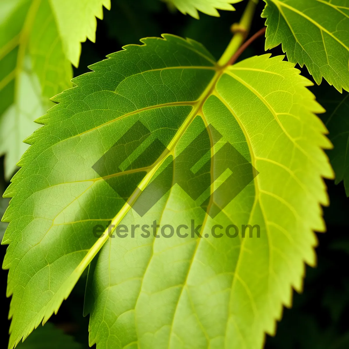 Picture of Sunlit Forest Foliage in Spring