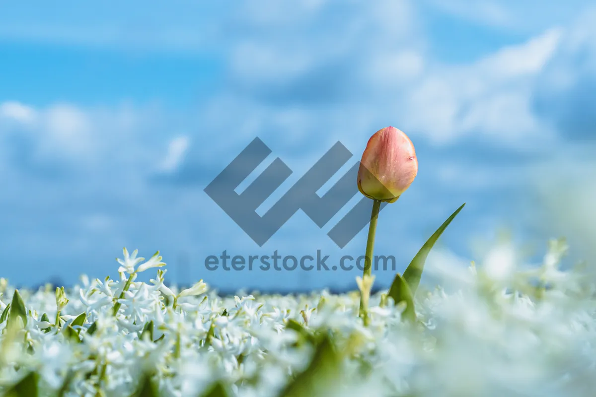 Picture of Colorful Tulip Blooms in Bright Summer Garden.