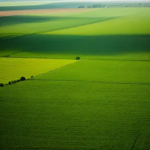 Vibrant Summer Field Under Blue Sky