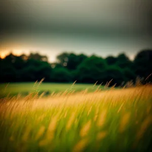 Golden Wheat Field Under Clear Blue Sky
