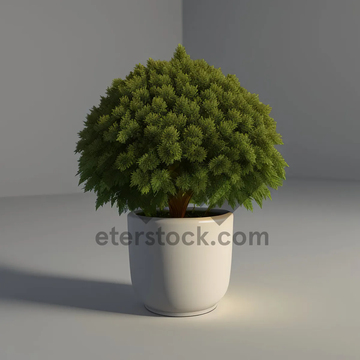 Picture of Fresh Bonsai Plant in Pot - Leafy Growth