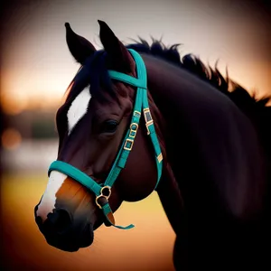 Thoroughbred stallion wearing bridle in farm