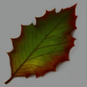 Vibrant Fall Foliage: Maple and Oak Leaves in Autumn Colors