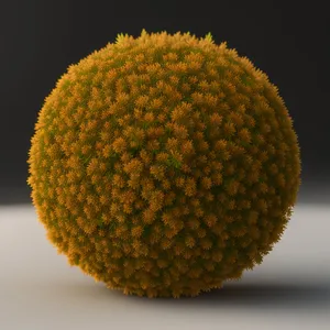 Litchi Fruit - Closeup of Edible Pollen-rich Produce