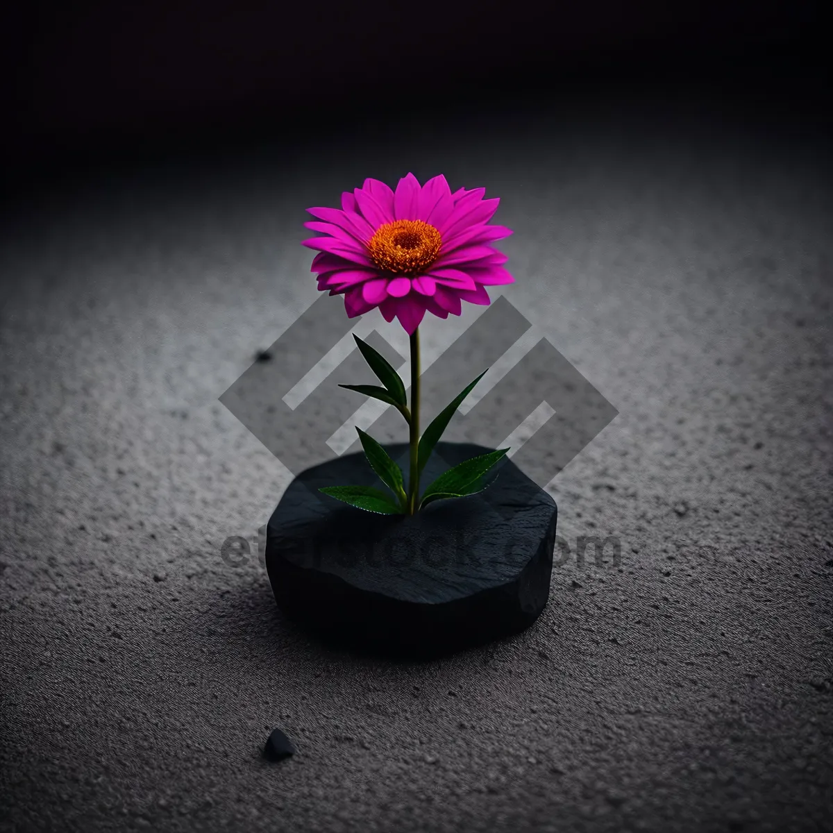 Picture of Blossoming pink flower in garden pot