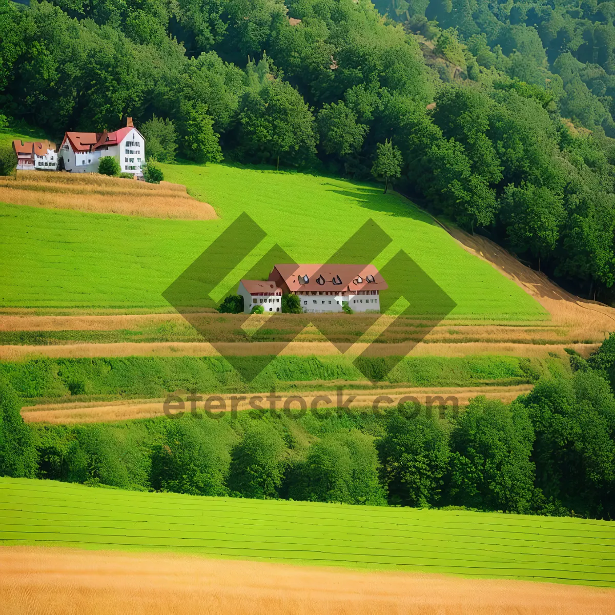 Picture of Golf Course Landscape with Rolling Fairways and Majestic Trees