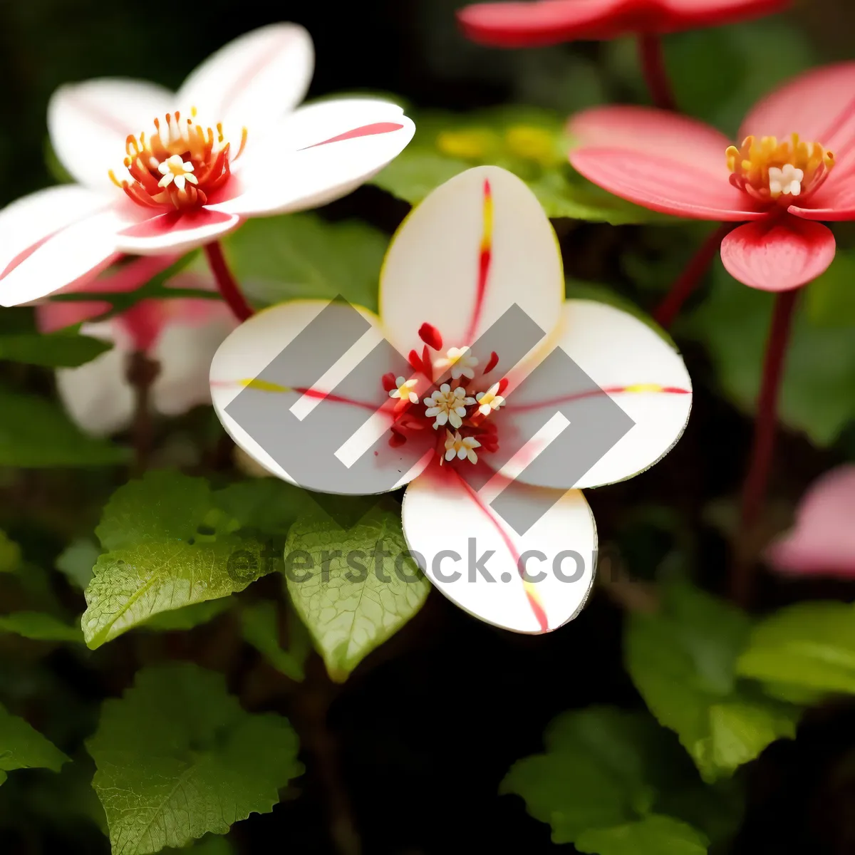 Picture of Pink Star Saxifrage Blossom in Spring Garden